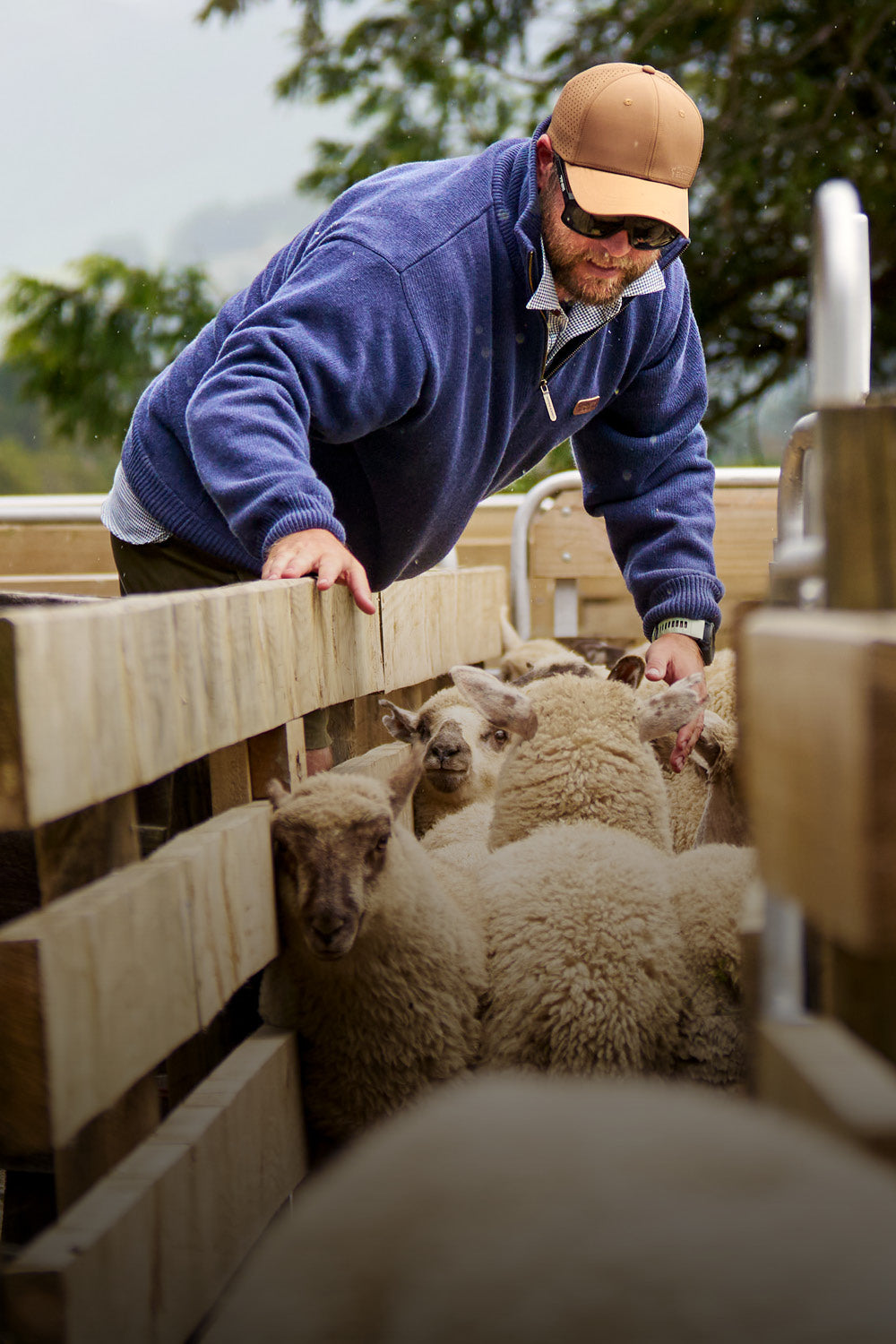 Man interacting with sheep in a wooden pen outdoors
